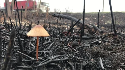 Mushroom grows on burnt ground. consequences of a fire in the forest Stock-Footage 247495583