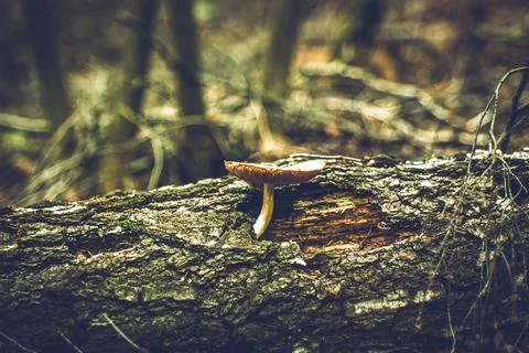 The mushroom grows in a dark forest Stock Photos