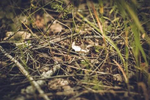 The mushroom grows in a dark forest Stock Photos