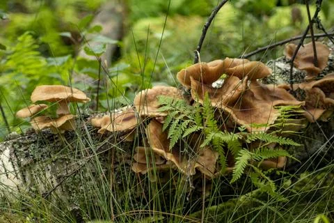 The mushroom grows on a fallen tree Stock Photos
