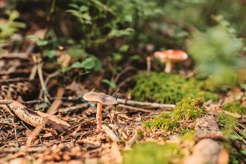 Mushroom grows in the forest. Close up Stock Photos