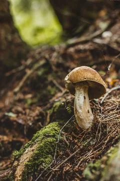 Mushroom grows in the forest. Close up Foto stock