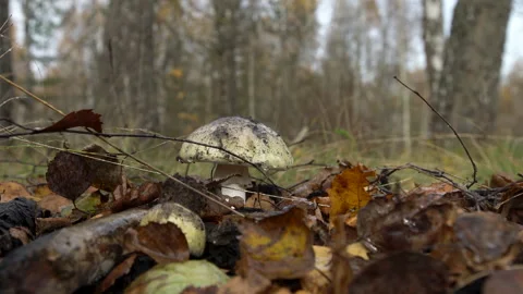 Mushroom grows on forest floor during autumn season with leaves and branches Stock Footage 332835961