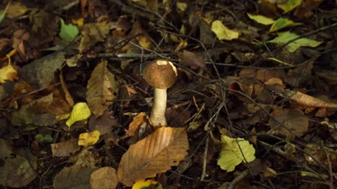 The mushroom grows in the forest Stock Footage 147031699