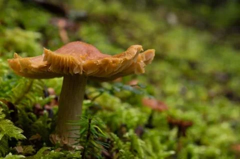 A mushroom grows in moss  Stock Photos