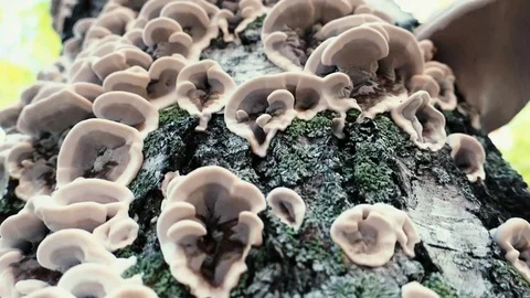 Mushroom that grows on the tree Stock Footage 88997263