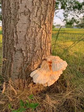 Mushroom grows on a tree. growth on a tree Stock Photos