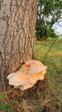 Mushroom grows on a tree. growth on a tree Stock Photos