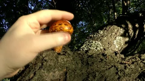 This mushroom grows on a tree. Is not poisonous and edible Stock Footage 12319264