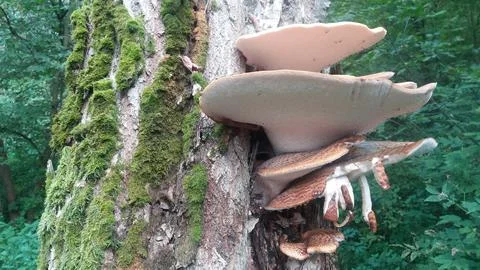 Mushroom grows on a tree Stock Photos