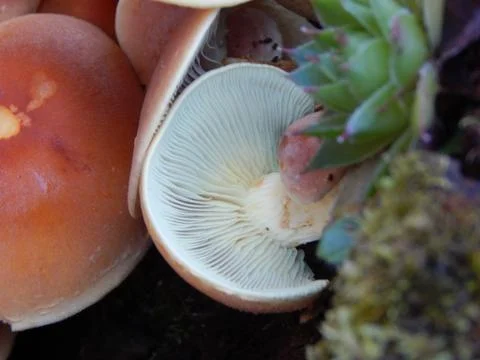 Mushroom grows upside down, with visible gills (lamella) Foto stock