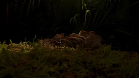 Mushroom Growth Emerging Through Mossy Forest Habitat Stock Footage 336462784