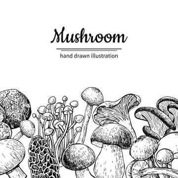 Mushroom hand drawn vector frame. Isolated Sketch organic food d Stock Illustration