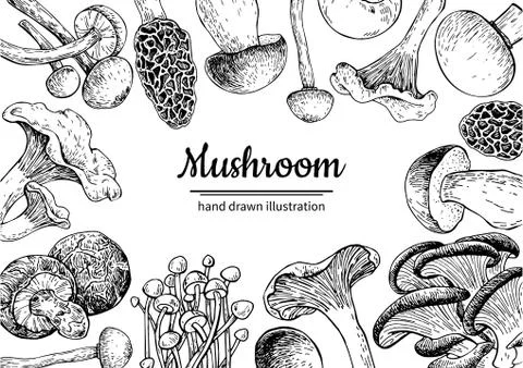 Mushroom hand drawn vector frame. Isolated Sketch organic food d Stock Illustration