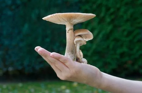 Mushroom in hand Stock Photos