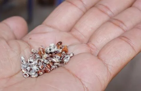 Mushroom in hand. Stock Photos