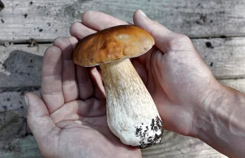 Mushroom in the hands Stock Photos