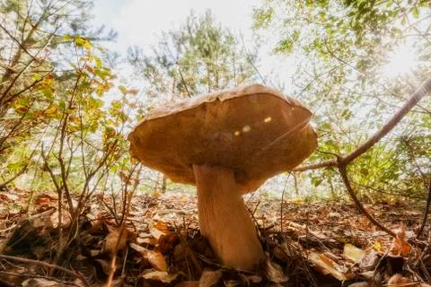 Mushroom harvest in autumn. Big mushroom boletus in the forest. Stock Photos