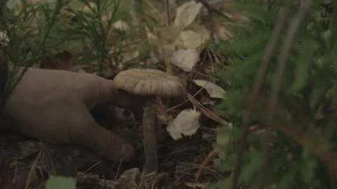 Mushroom Harvest Stock Footage 140807289