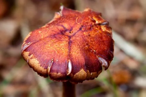 Mushroom hat Stock Photos