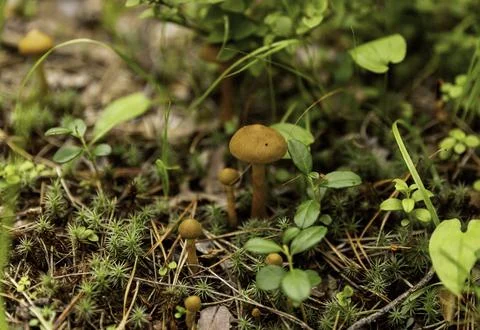Mushroom Haven Foto stock