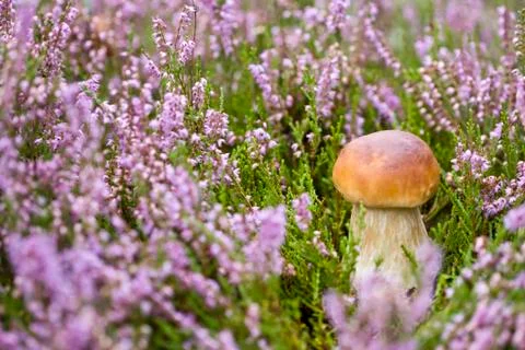 Mushroom in heather Stock Photos