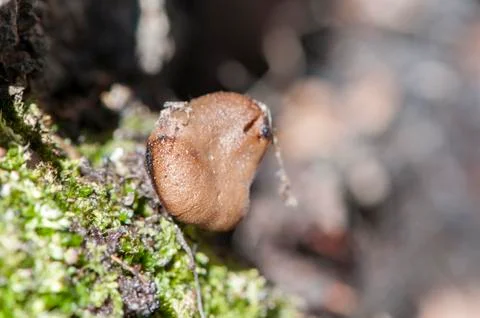 Mushroom hidden in a tree Stock Photos