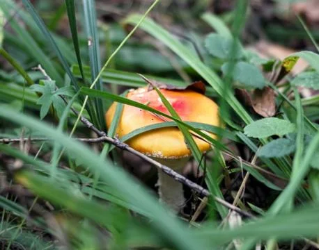 Mushroom hiding in grass Stock Photos