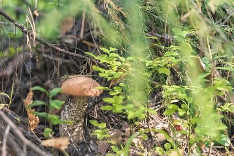 The mushroom is hiding under the tree. Stock Photos