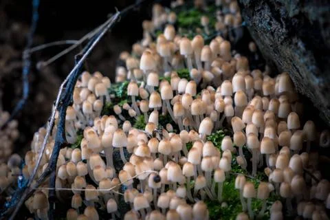 Mushroom hill Stock Photos