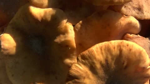 Mushroom horizontal pan 01 Stock Footage 12670070