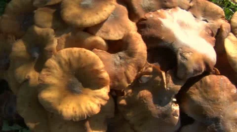 Mushroom horizontal pan 02 Stock Footage 12670205