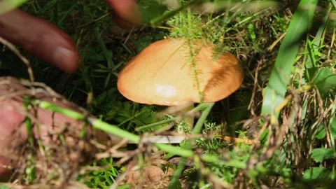 Mushroom hunting. Close-up of hands cutting Slippery Jack Mushroom or Sticky bun Stock Footage 280780669