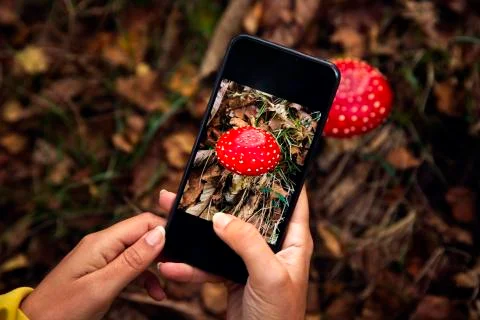 Mushroom identification Stock Photos