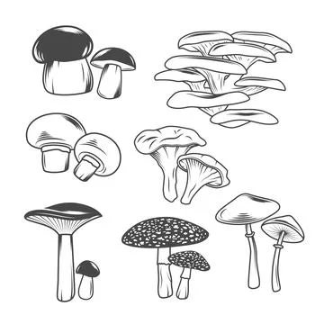 Mushroom Illustrations Set Stock Illustration