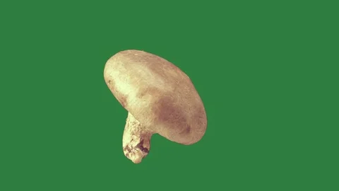 A mushroom isolated on green screen background Stock Footage 336968759