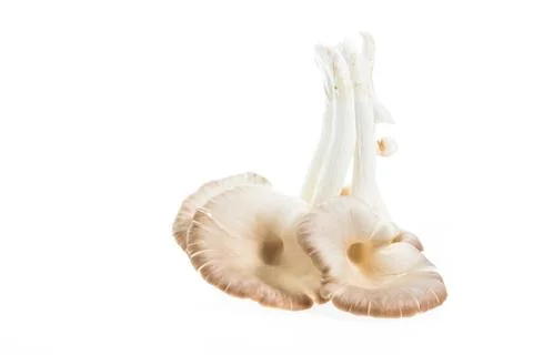 Mushroom isolated Stock Photos