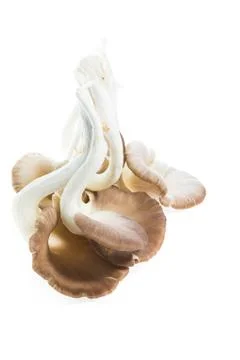Mushroom isolated Stock Photos