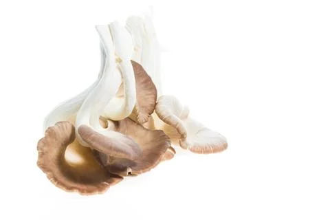 Mushroom isolated Stock Photos