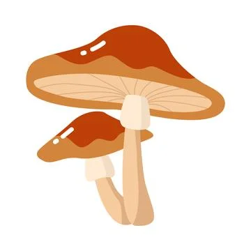 Mushroom isolated on white Illustrazione stock