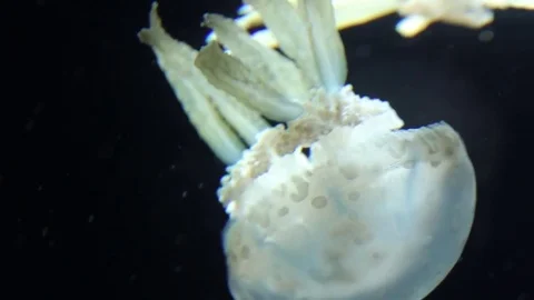 Mushroom Jellyfish Stock Footage 75020679