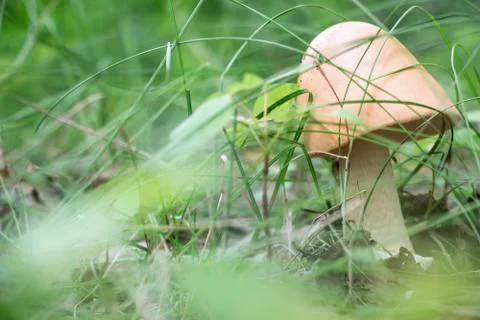 Mushroom with a light hat Stock-Fotos