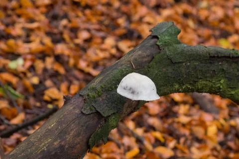 Mushroom on a log Stock Photos