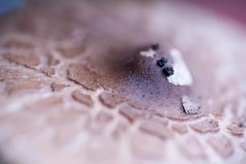 Mushroom macro background high quality prints  fine art Stock Photos