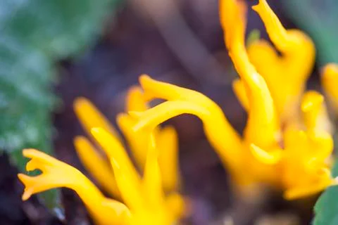 Mushroom macro background high quality prints  fine art Stock Photos