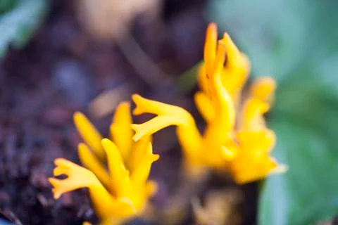 Mushroom macro background high quality prints  fine art Stock Photos