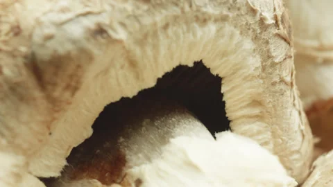 Mushroom macro close up presentation slowly rotating stock footage Stock Footage 344701975