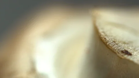 Mushroom macro extreme close up light sweep across frame Stock Footage 119080007