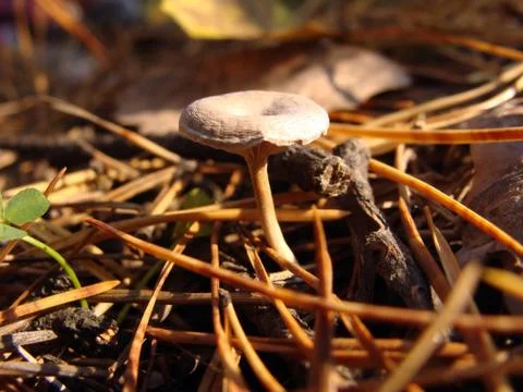 Mushroom macro needles Foto stock