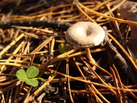 Mushroom macro needles Foto stock